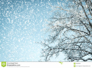 snowy tree