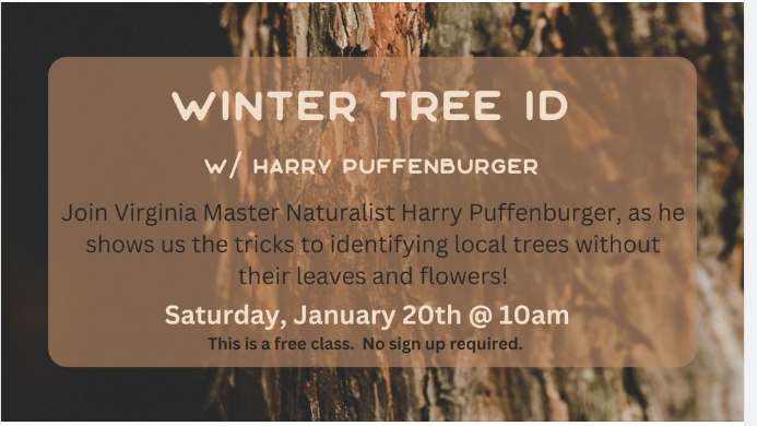 Winter Tree ID